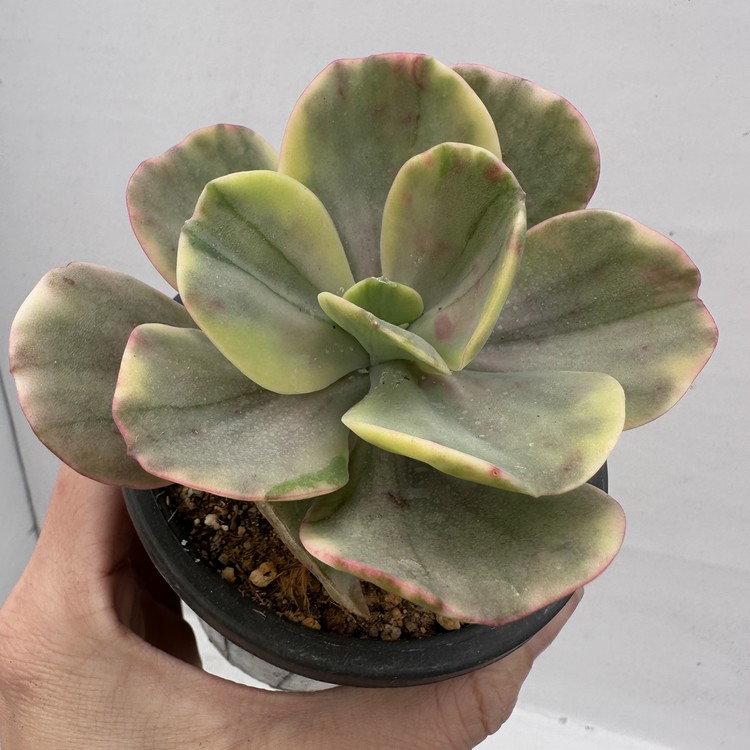 Echeveria Silk Road Variegated-23 : DK Succulents Korea- Rare