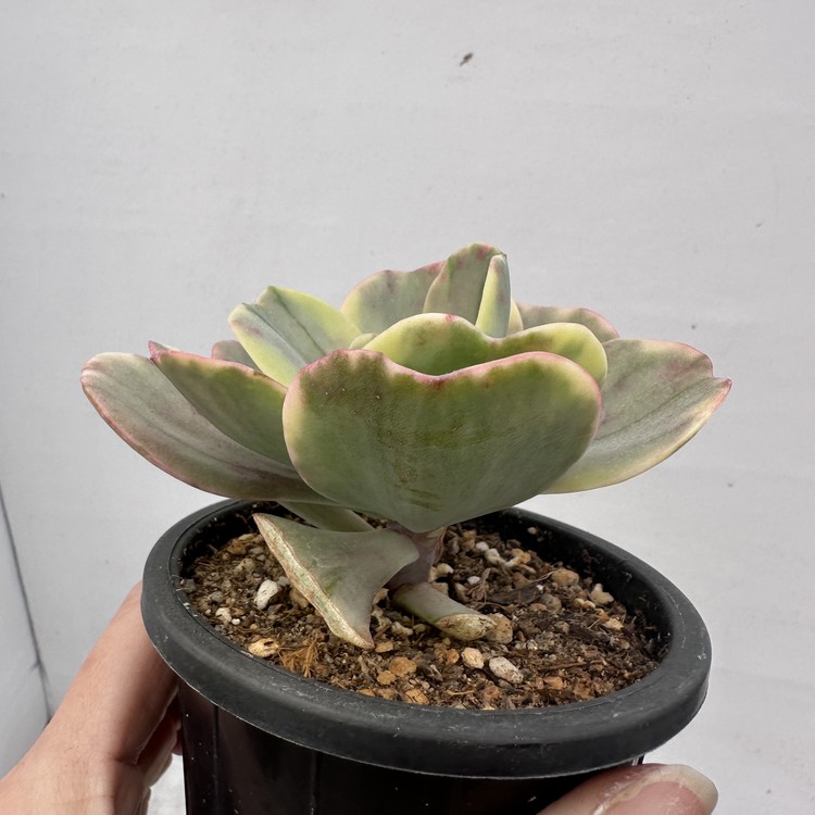 Echeveria Silk Road Variegated-23 : DK Succulents Korea- Rare