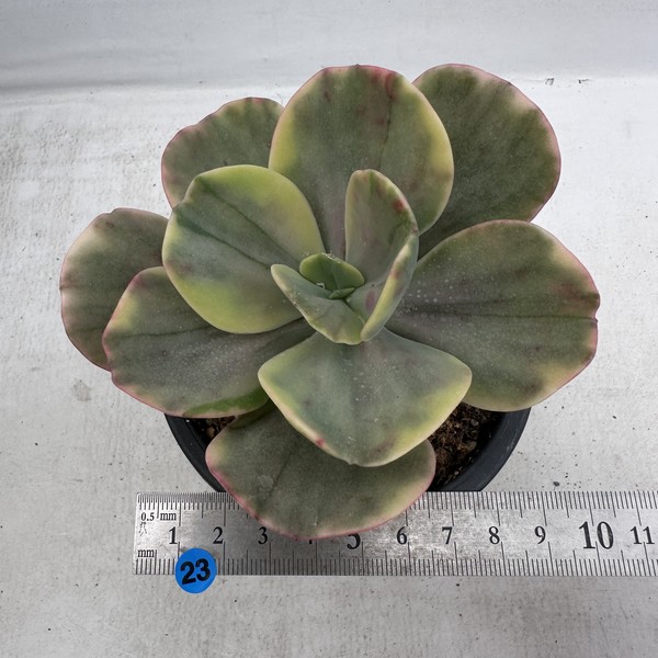 Echeveria Silk Road Variegated-23 : DK Succulents Korea- Rare