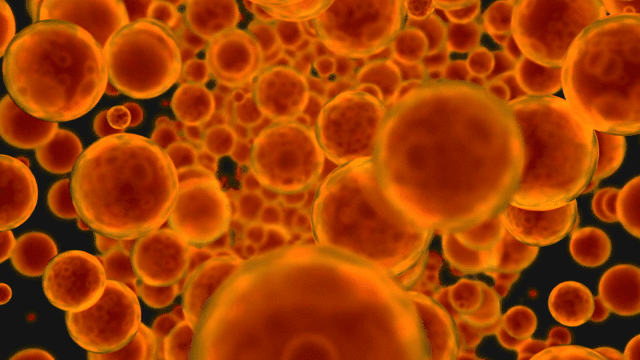 군집된 붉은색 세포들이 움직이고 있는 모습입니다.