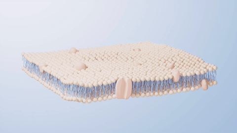 피부층이 움직이고 있는 모습입니다.