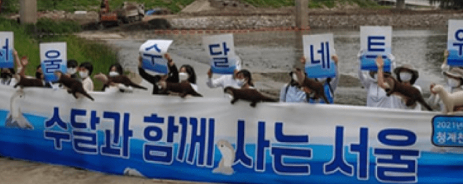 서울수달네트워크 창립. 수달 서식처 청계천 하구에서