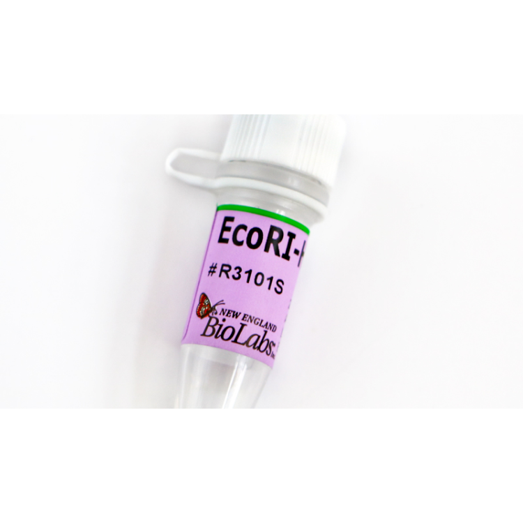 EcoRI-HF® – 10000 units [-20 °C] : Saintone(주)