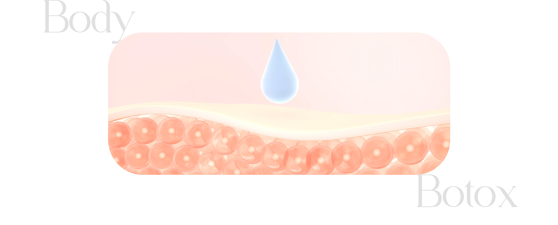 바디보톡스 피부단면도 예시