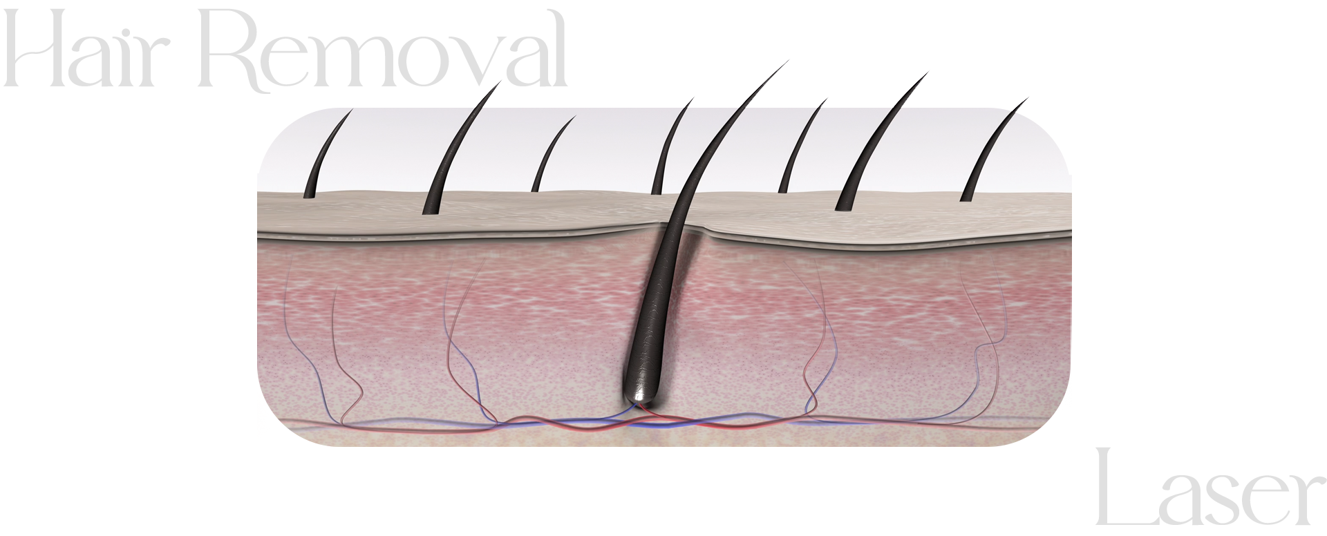 피부에 난 털의 단면도를 보여주는 이미지