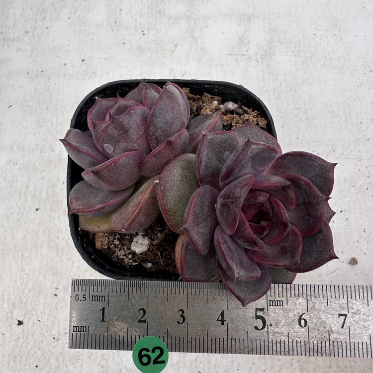 Echeveria Greslin-62 : DK Succulents Korea- Rare Korean Succulents
