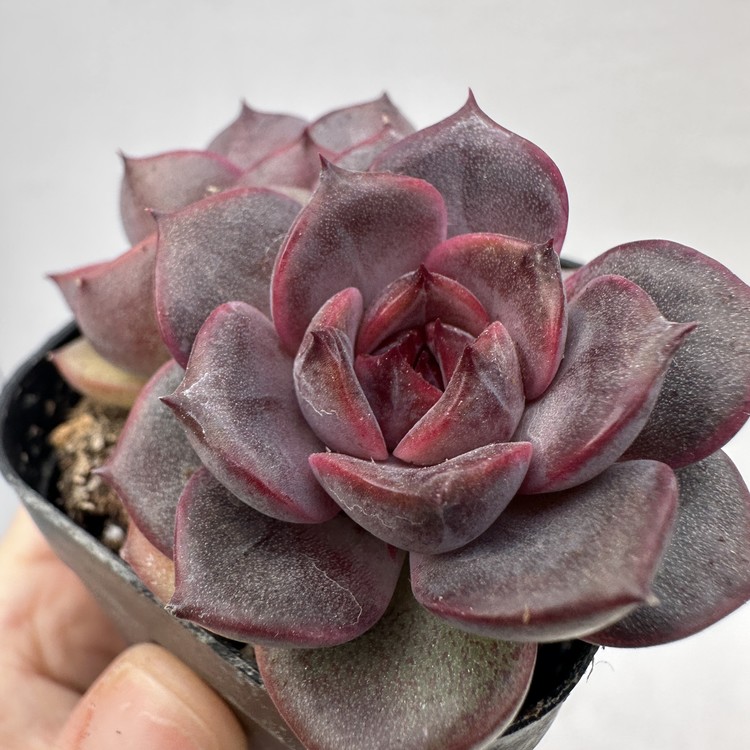 Echeveria Greslin-62 : DK Succulents Korea- Rare Korean Succulents