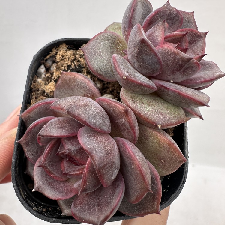 Echeveria Greslin-62 : DK Succulents Korea- Rare Korean Succulents