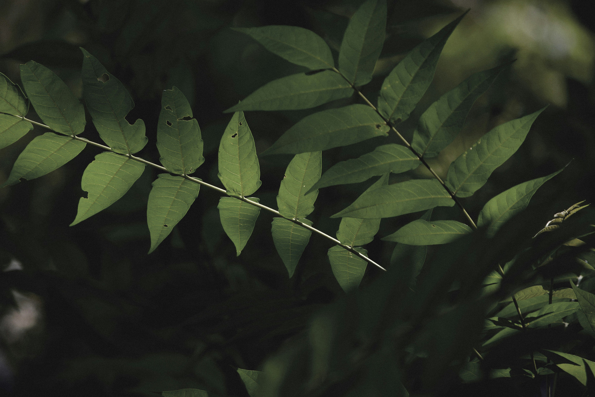 mobile background