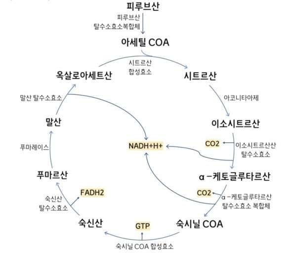 노벨상 수상, 구연산 회로(Kreb's Cycle)