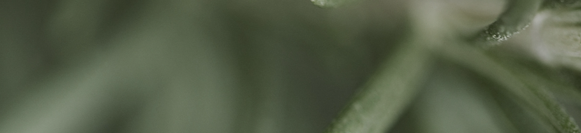 mobile background