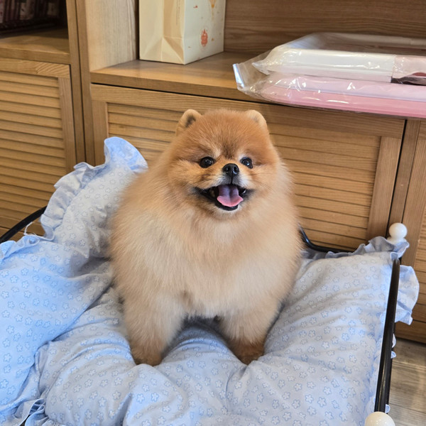 [경남 창원] 뭉뭉이애견샵