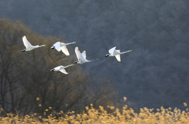 <p style="text-align: center; line-height: 2;"><strong><span style="font-size: 24px;">조류 갤러리</span></strong> 	<br><u>+바로가기</u></p>