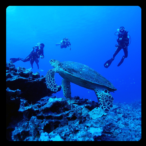사이판다이빙월드 | 사이판 스쿠버다이빙 펀다이빙 사진
