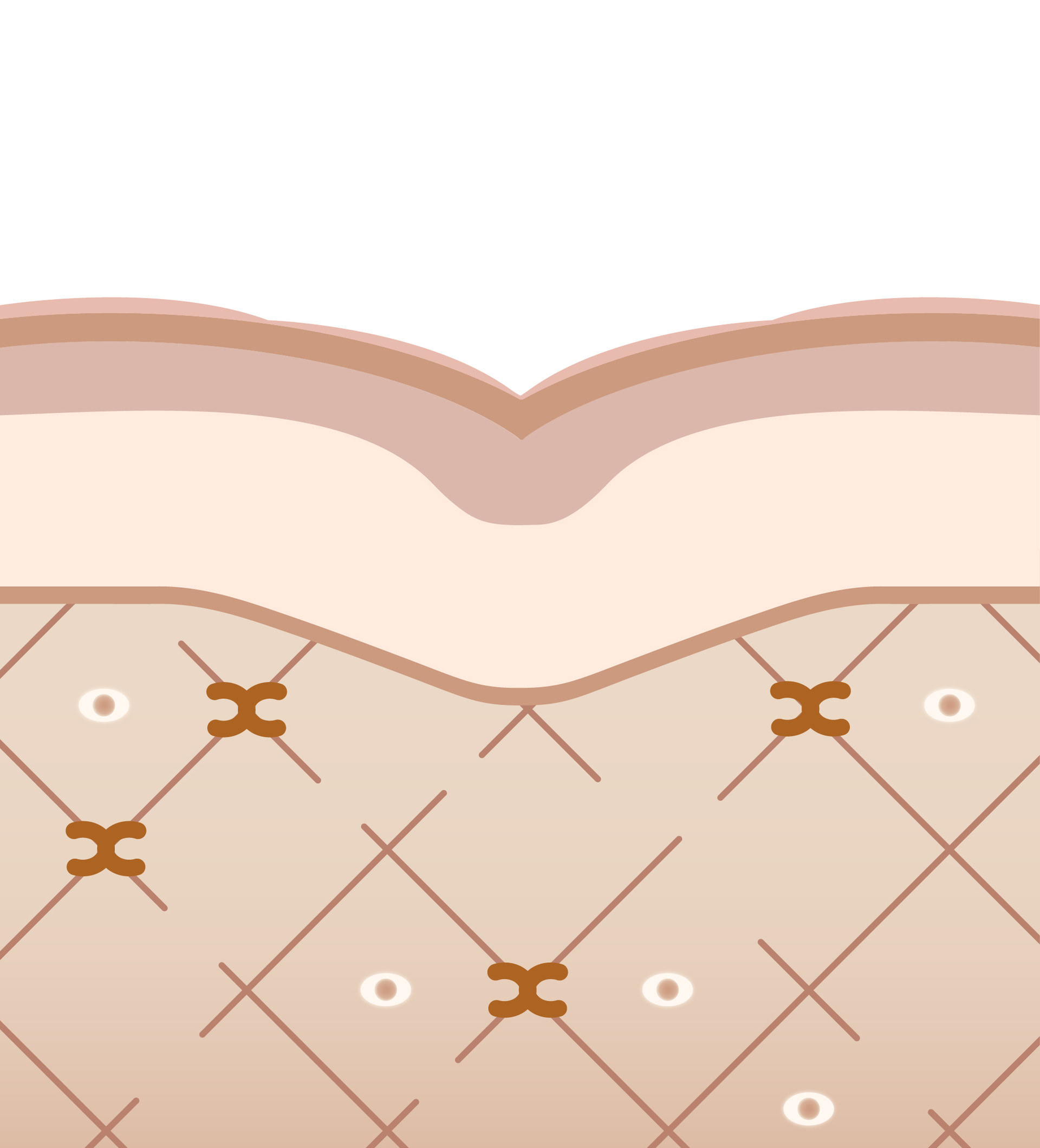 Loose Collagen
