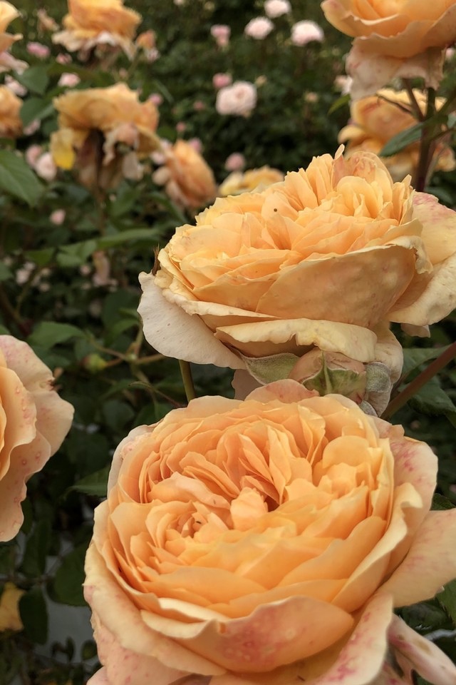탄타우 정원 장미.Tantau Garden Roses