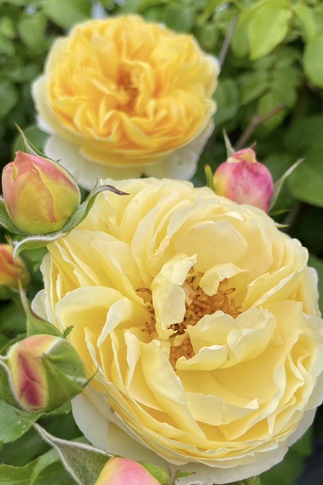 델바 정원 장미.Delbard Garden Roses
