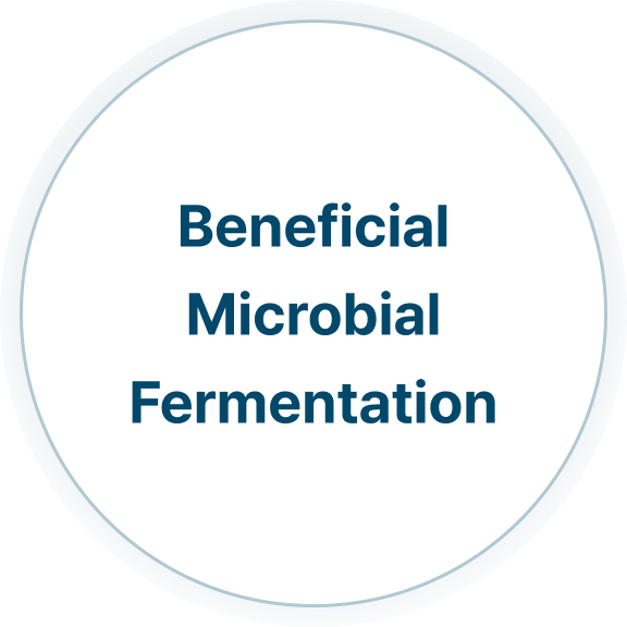 <p style="color:#787878;">5 to 10 days of fermentation to increase active ingredients</p>