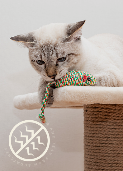 FREE 반려동물 스크래치