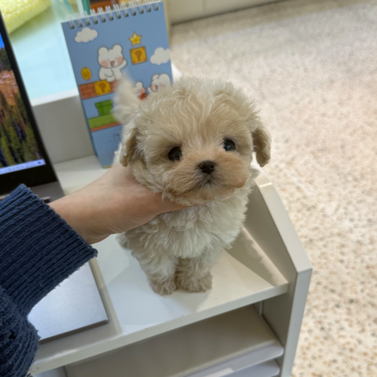 상품 이미지