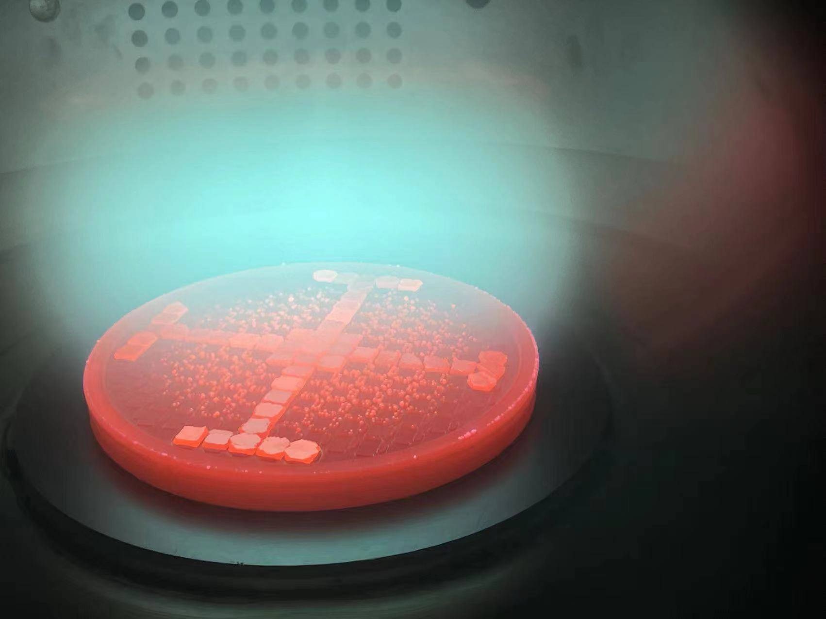 In KinTek MPCVD Machine, diamonds are growing