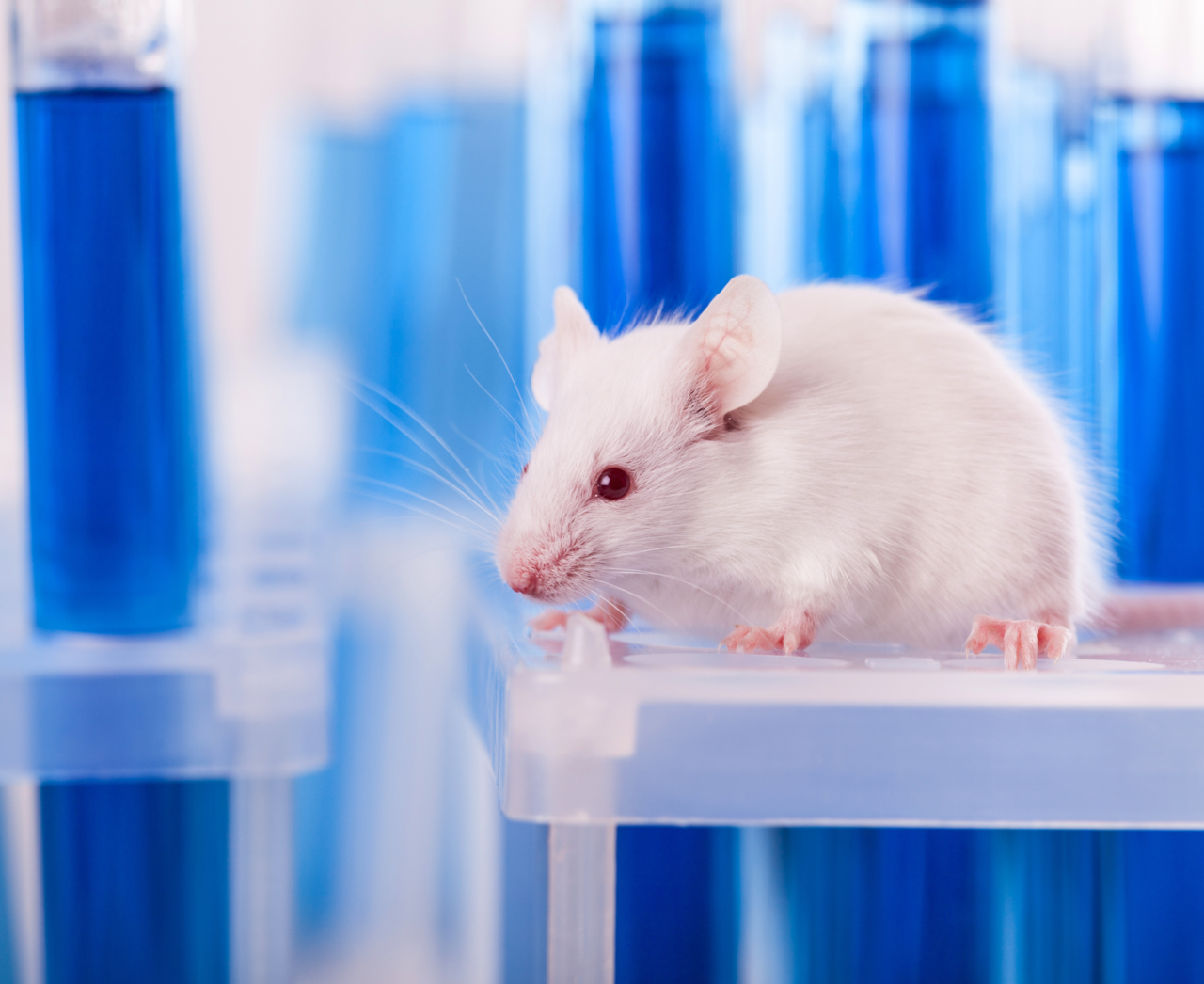 <h6><strong>사육 및 실험 장비 +</strong></h6>