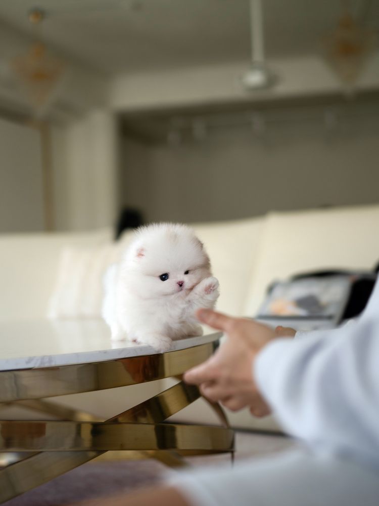 상품 이미지