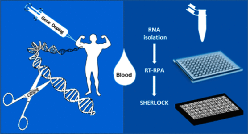 Detection of sgRNA via SHERLOCK as Potential CRISPR Related Gene Doping ...