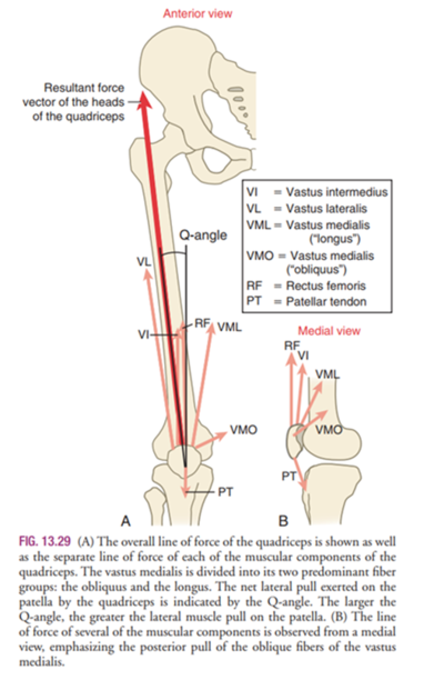VMO/VL muscle imbalace : 건강한 움직임,PMR 아카데미 — PMR 아카데미, BLOG