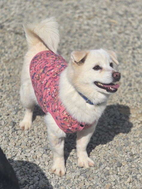 COCO : Dreamtailsrescue | Adoptable