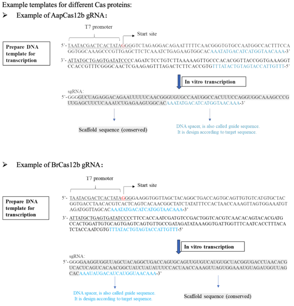 CRISPR crRNA Kits : CRISPR Mediated DNA/RNA detection kits