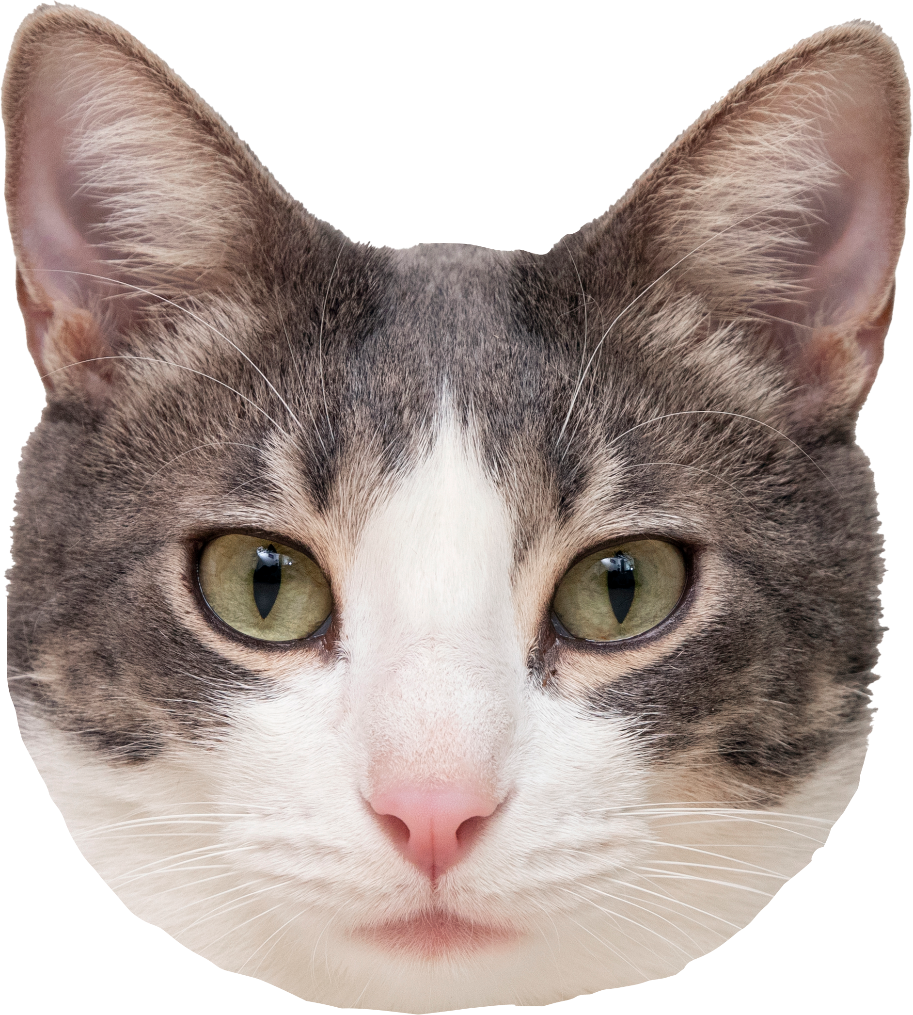 <p style="font-size: 20px; padding-top: 10px; color: #232323;"><strong>고양이</strong></p>