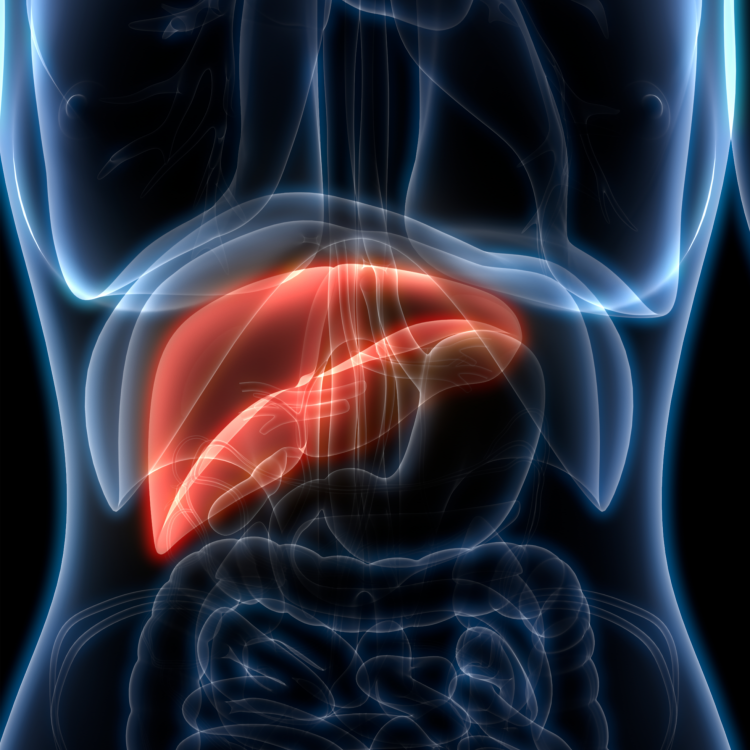 간기능개선 태반주사 제이비피플라몬 원주 원더스 피부과 