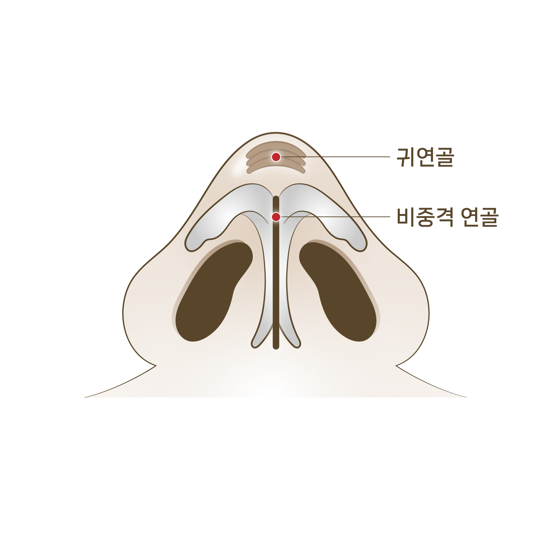 <p style="text-align: center;"><span style="font-size: 14px;">귀연골 + 비중격연골 코성형</span></p>
