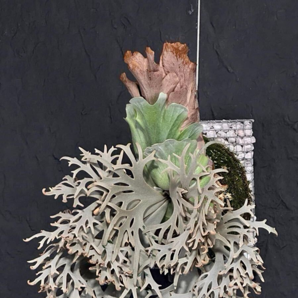 yellow moon dwarf ’totoro’ sporeling 11 TOTOROタグ付き Yellow moon dwarf sporeling2