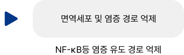 면역세포 및 염증 경로 억제</br>NF-κB 등 염증 유도 경로 억제
