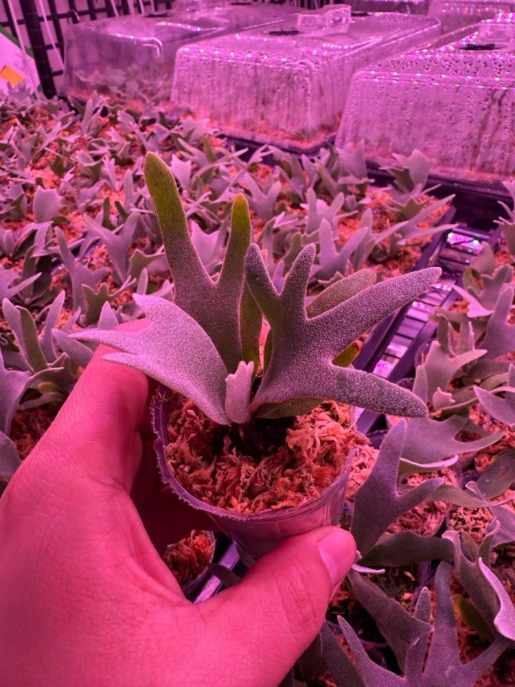 P. yellow moon dwarf 'totoro' sporeling 312 Yellow Moon Dwarf