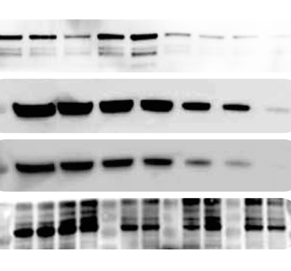Western imaging