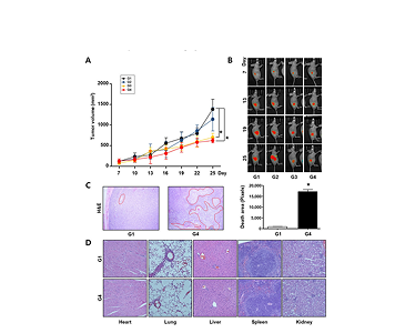 Anti-cancer effect