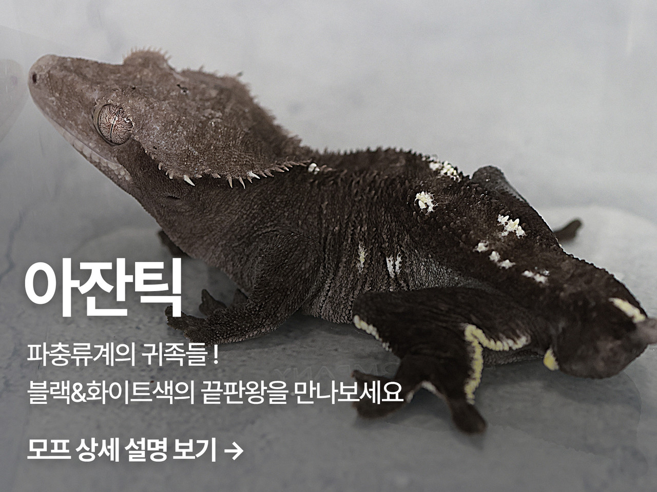노란색, 주황색 색소포가 결핍된 돌연변이 유전자를 보유하고 있는 열성 모프 (morph)입니다. 외형적으로 노란색이나 주황색이 나타나지 않으며 회색이나 진한 검정 느낌의 차가운 색조를 띄는게 특징입니다. 이 모프만이 줄 수 있는 블랙&화이트 색감은 타 모프에서는 만나볼 수 없는 고급스러운 색감이 납니다.