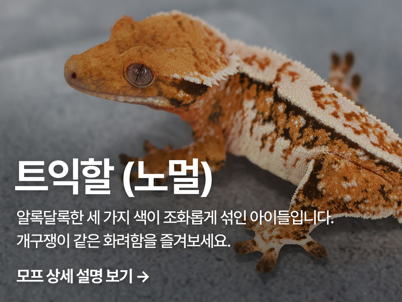 레터럴에 불꽃무늬가 올라오는 것을 할리퀸이라 부르며, 불꽃무늬에 높이가 레터럴의 50% 이상 올라오면 익스트림 할리퀸이라 부릅니다. 그리고 온몸에 색상이 3가지 이상의 색상이 보이면 트라이 컬러 할리퀸이라고 부릅니다. 이를 줄여서 트익할이라고 편하게 통칭합니다. 퀄리티는 퀄리티는 색깔,레터럴의 높이, 두상까지 이어지는 풀핀 여부 등으로 개체의 퀄리티를 나누어 향상심을 가지고 있는 매니아들에게 가장 사랑받는 모프입니다.