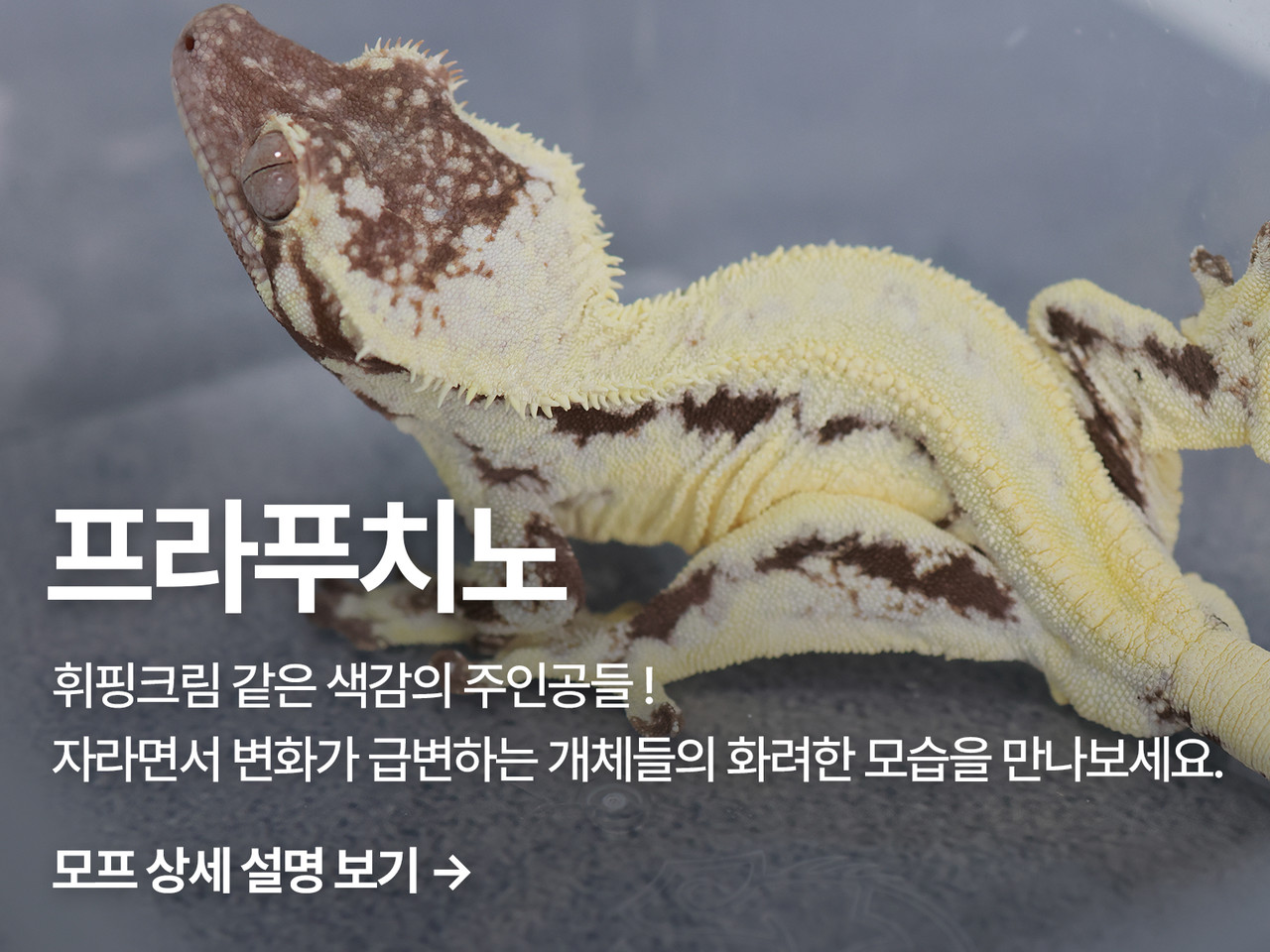 릴리화이트와 카푸치노가 교배하여 탄생한 우성 모프 (morph)입니다. 릴리화이트 특유의 새하얗고 잘 번지는 형질과 카푸치노 특유의 다크한 베이스의 특징을 모두 가지고 있습니다. 노멀 모프 (morph)들과 교배하면 릴리화이트, 카푸치노, 프라푸치노, 노멀 4종의 개체들을 모두 만나보실 수 있습니다.