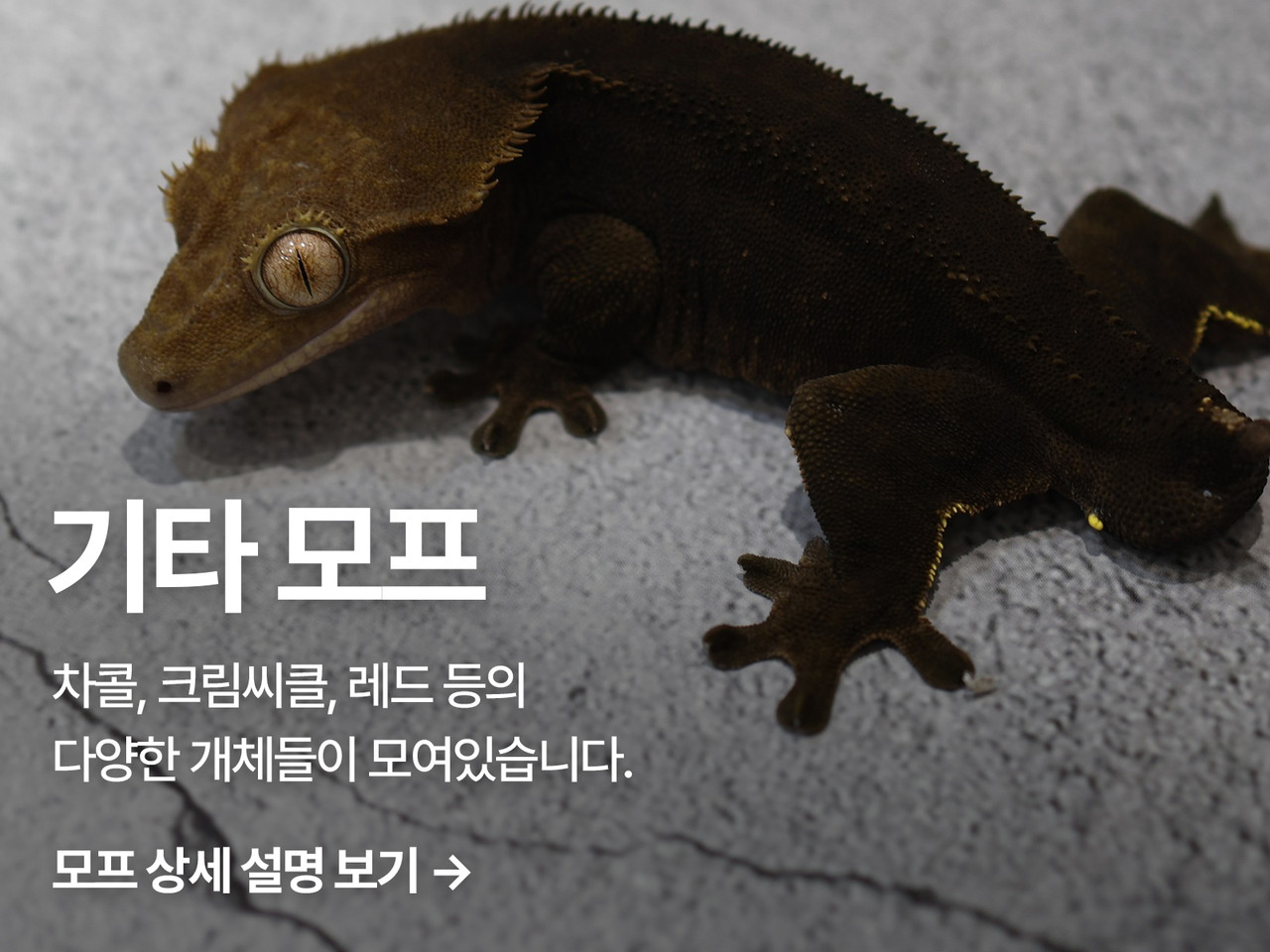 노란색을 대표하는 크림씨클, 붉은색을 대표하는 레드, 검은색을 대표하는 차콜, 이외의 세이블,달마시안,초초 등등 수많은 모프들이 있습니다. 이처럼 크레스티드게코는 기본적인 형태는 같지만 특유의 개성과 매력으로 꾸준한 사랑을 받고 있습니다.