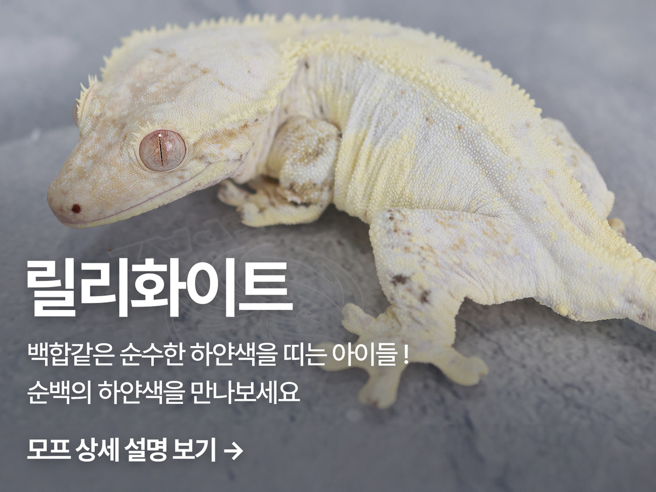 하얀 눈 같은 화이트가 온몸에 번져 고급스럽고 우아한 모습을 가지고 있는 공우성 모프(morph)입니다. 자라면서 레터럴의 월과 드리피가 쉽게 번지는 것이 특징이 그리고 온몸에 색상이 3가지 이상의 색상이 보이면 며, 발견된 지 가장 오래되었지만 고급스러운 새하얀 모습은 초보자들과 브리더들에게 여전히 사랑받고 있는 모프입니다.