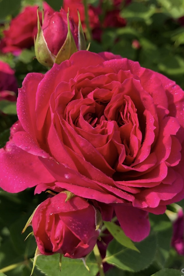 탄타우 정원 장미.Tantau Garden Roses