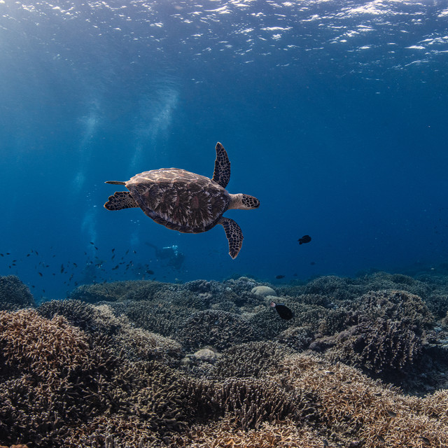 TUBBATAHA REEF