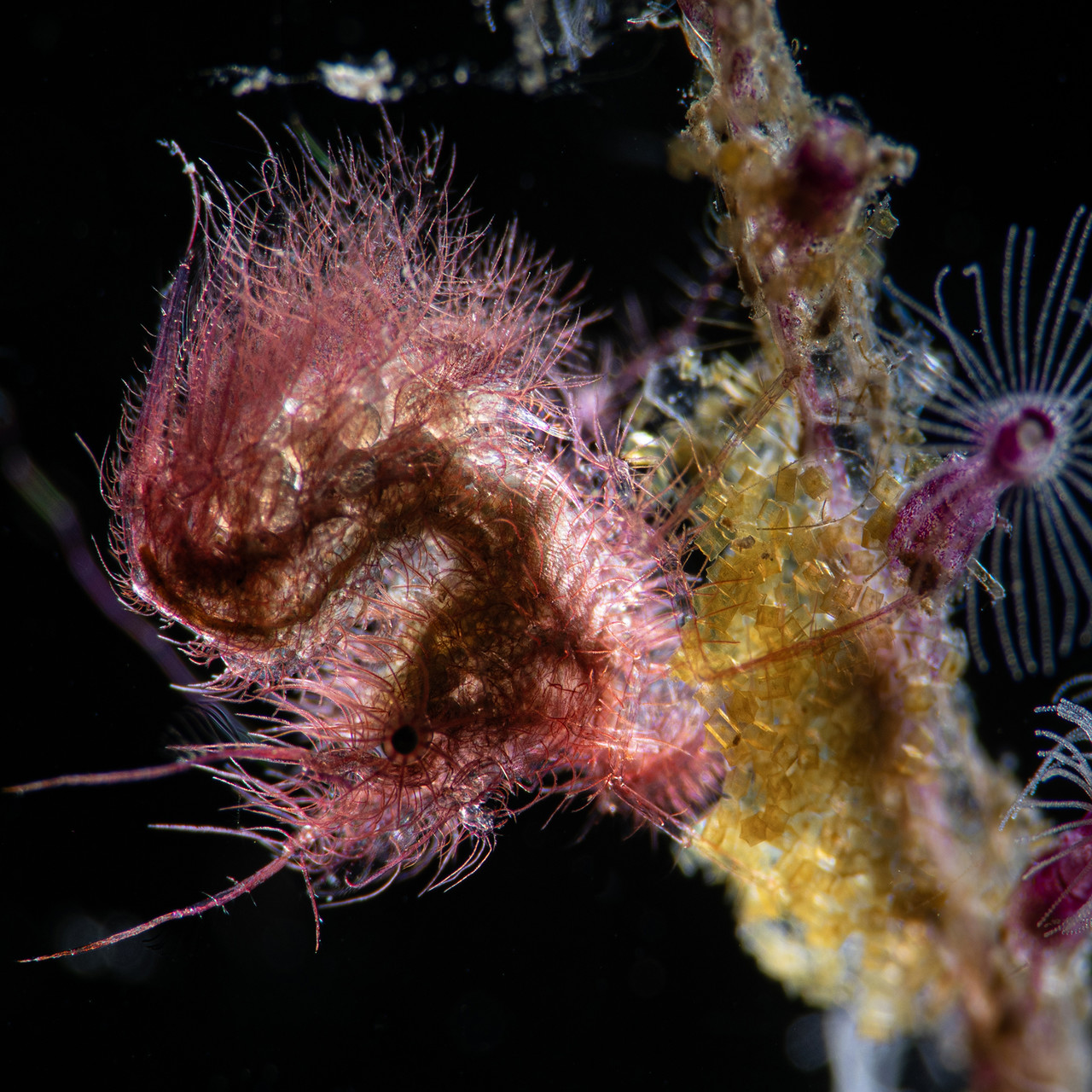 LEMBEH