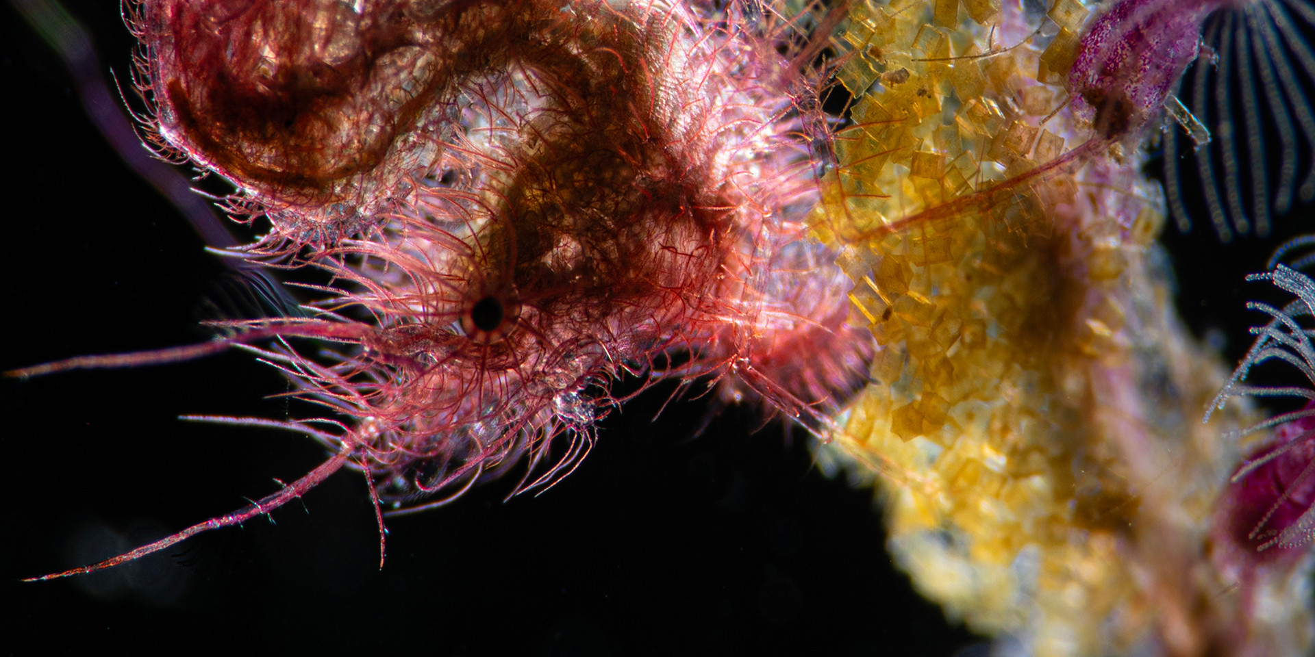 LEMBEH