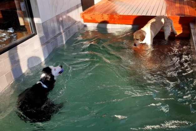 횡성 애견펜션 도그마실 수처리 시스템