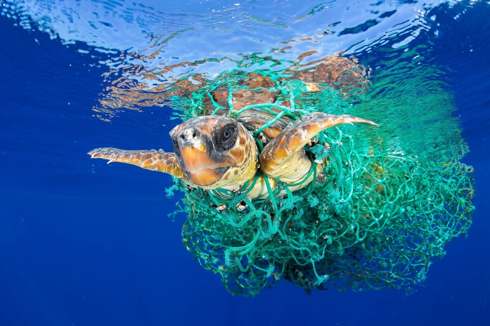 panish Underwater Photographer “Francis Perez”